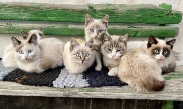 шиншилла британская кошка цена: Отдам в ОЧЕНЬ добрые руки котят невероятной красоты! Находятся в — 3