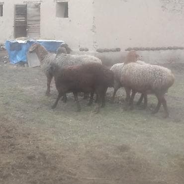 овца: Продаю | Овца (самка) | Для разведения — 4