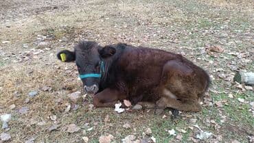 дом животных: Продаю | Музоо, торпок | На откорм | Не стельные — 2