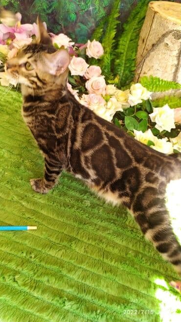 бенгальский леопардовый кот: Профессиональный Питомник Бенгалов . Бен Гла Мур предлагает Очень — 7
