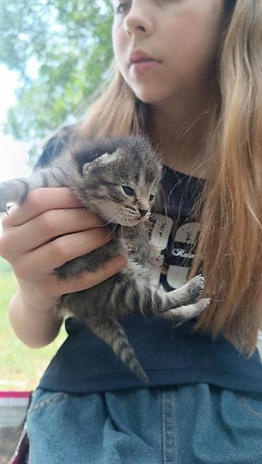 Мышыктар: Котята, домашние, очень маленькие. Описание: - Порода: беспородные — 2