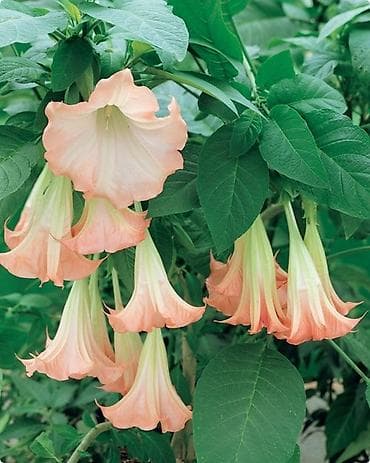 бругмансия: Платная доставка — 3