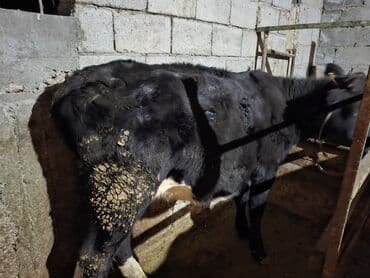 в добрые руки собаку: Продаю | Бык (самец), Тёлка | На забой — 11