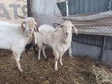 парода эчки: Продаю | Козёл (самец) | Битал | Для разведения | Племенные — 3