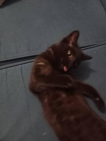 cat litter: Кошка даром: Беспородная, 3 месяца, Мальчик, Приучена к лотку — 5