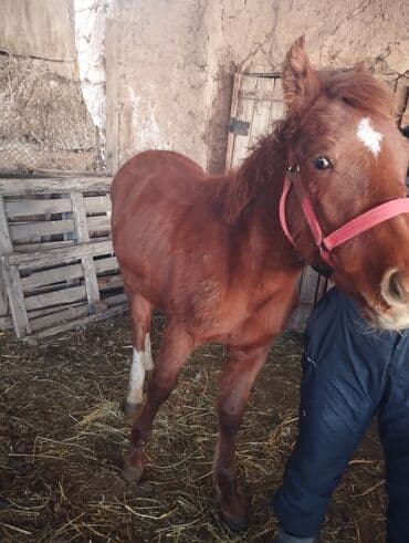 продажа кормов для сельскохозяйственных животных: Продаю | Жеребенок | Конный спорт — 5