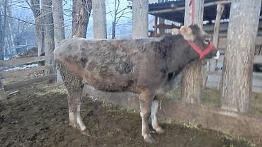 голштинская корова: Продаю | Тёлка | На откорм | Привязанные — 2