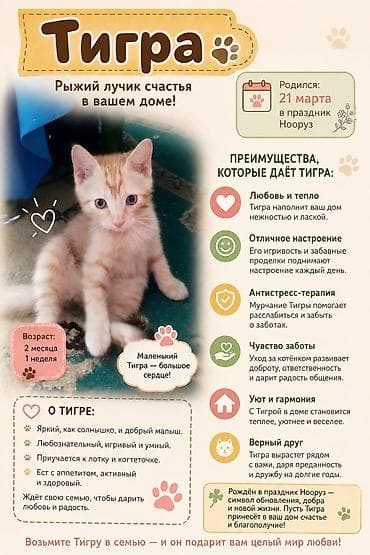 рысь кошка: 2 месяца, Мальчик, Золотая шиншилла, Приучена к лотку, Проглистована — 2