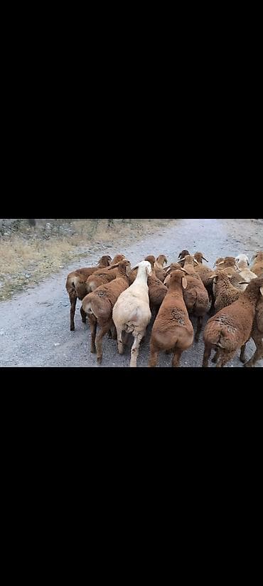 голуби птицы: Продаю | Баран (самец) | Для разведения | Ярка — 3