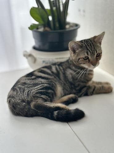 кошки шатланский: Девочка 4 месяца, порода скотиш страйт🥰 Котёнок с ярким тигровым — 6