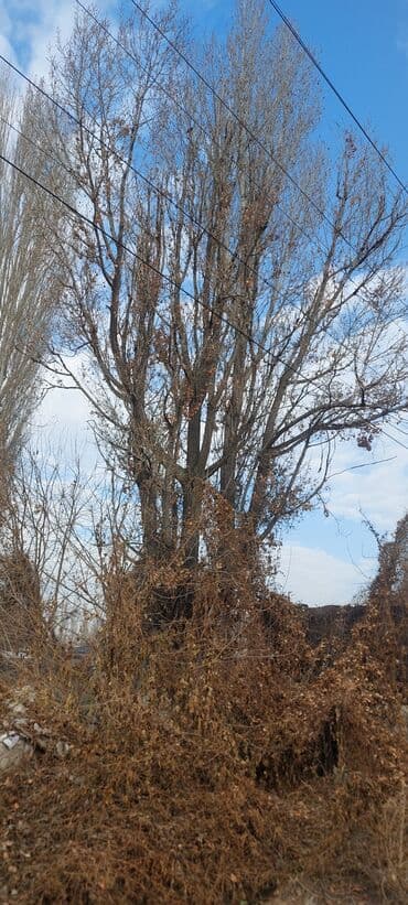 возьму породистого щенка бесплатно: Срочно бекер.Отунга Терек берилет кыйып кеткиле.адрес Красная речка — 5