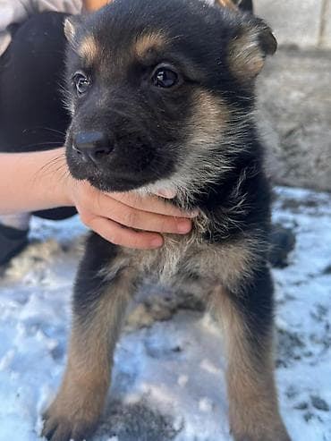 голиштин уйлар: Щенки немецкой овчарки Цена договорная - На фото — помёт щенков от — 3