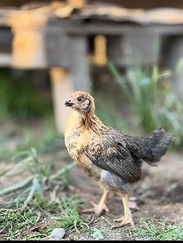 курица домашняя цена: Продаю цыплят,возраст 1,5 мес,полностью здоровы,привиты по — 6