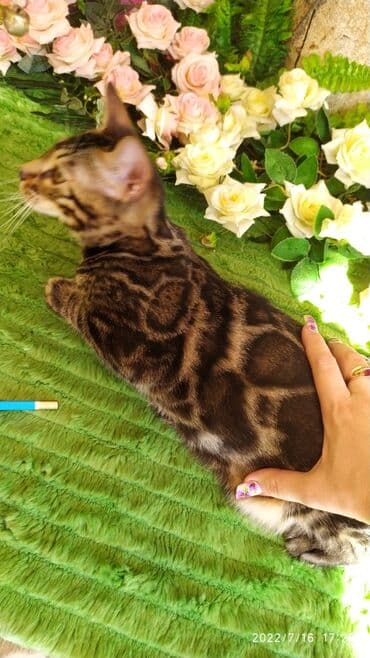 новорожденные котята: Бенгальская, 2 месяца, Мальчик — 3