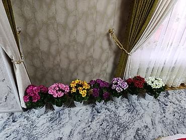 Освещение: Горшечные примулы (Primula) — декоративные комнатные растения с — 5