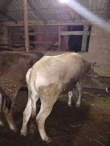 как бросить курить: Продаю | Корова (самка), Тёлка, Музоо, торпок | На забой, Для разведения | Привязанные — 3