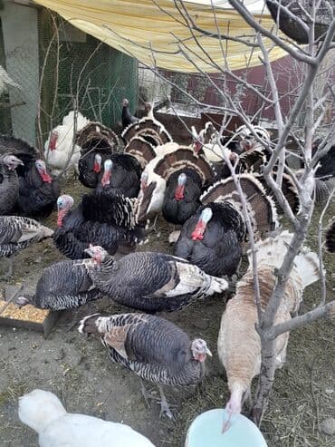 продам домик для кошки: Продаются индюки породистые на разведение и на забой! Крупные и — 5