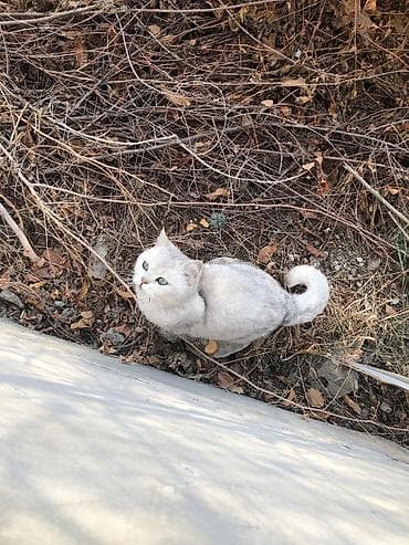 Британская шиншилла серебристого окраса - Кошка компактного