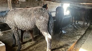 дакан китаец: Продаю | Жеребенок | Для разведения | Племенные — 2