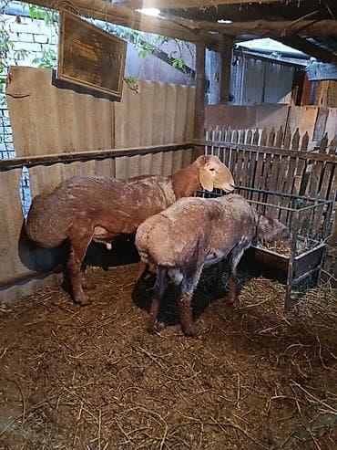 бирманская кошка цена: Продаю | Овца (самка) | Для разведения | Матка — 1