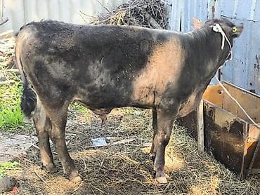 английская чистокровная: Продаю | Бык (самец) | Полукровка | На откорм | Привязанные — 6