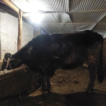 кролики гигант: Продаю | Корова (самка) | Для разведения | Стельные — 3