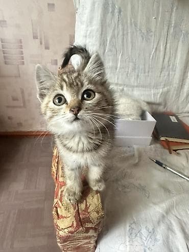 американская жесткошёрстная кошка: Кошка даром: Беспородная, 2 месяца, Девочка, Приучена к лотку — 4