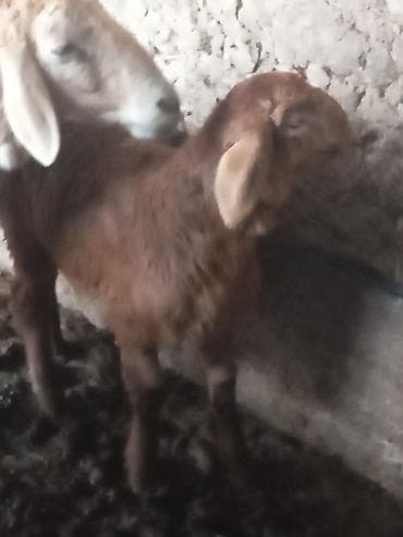 Услуги ветеринара: Продаю | Овца (самка) | Для разведения | Матка — 2