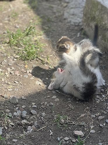 каракол кролик: Отдам в хорошие руки — 5