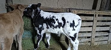 байтал цена: Продаю | Музоо, торпок | Полукровка | На откорм | Искусственник — 9