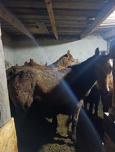 польша лошадь: Продаю | Кобыла (самка) | Для разведения — 3