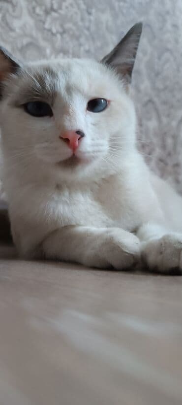 дом для кош: Сиам, 6 айлык, Ургаачы — 2
