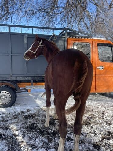 сиамская кошка цена бишкек: Продаю | Конь (самец) | Английская, Арабская | Рабочий — 2