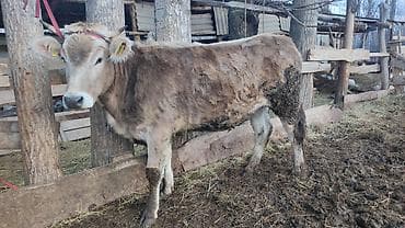 сколько стоит мопсы: Продаю | Тёлка | На откорм | Привязанные — 3