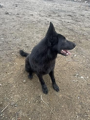 бишкек собака: Ит бекер берилет: Овчарка, 10 айлык, Эркек — 1