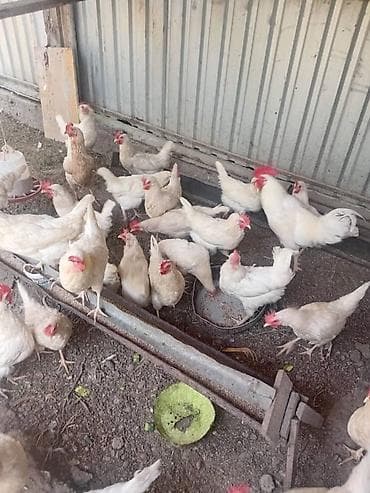 Услуги ветеринара: Срочна продаётся ‼️ — 3