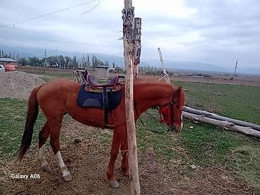 жылкы жаныбар: Сатам | Байтал | Аргын | Жумушка — 4