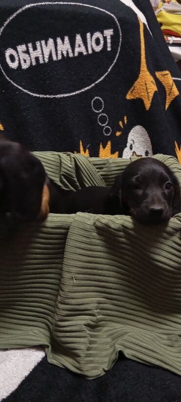 купить собаку в бишкеке: Такса, 2 месяца, Самец, С родословной — 6