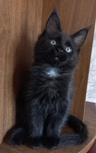 чёрные котята: 🐾🐈Котята мейн-кун готовы к переезду! Отличный помёт с шикарными — 6