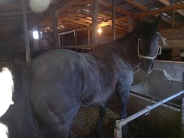 захоронение животных: Продаю | Конь (самец), Жеребец | На забой — 2