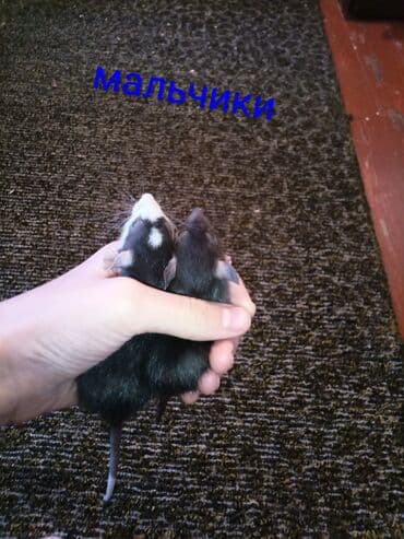 фландр кролик купить: Предлагаются к продаже маленькие крысята, разных окрасов, включая — 1