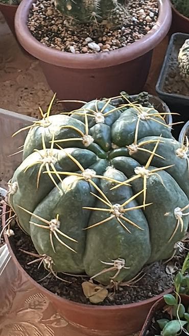 сколько стоят кактусы: Коллекция суккулентов в горшках 1) Кристатная форма кактуса/молочая — 6