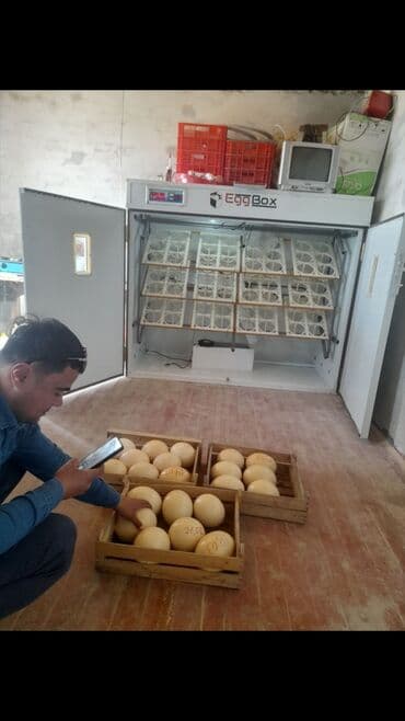 птинитка буу: Продаю заводской автоматический инкубатор для 72 страусиных яиц,можно — 2