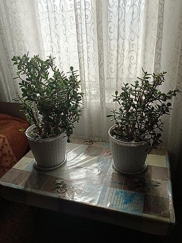 денежные дерево: Толстянка (Crassula ovata, денежное дерево) в декоративном кашпо. - — 5
