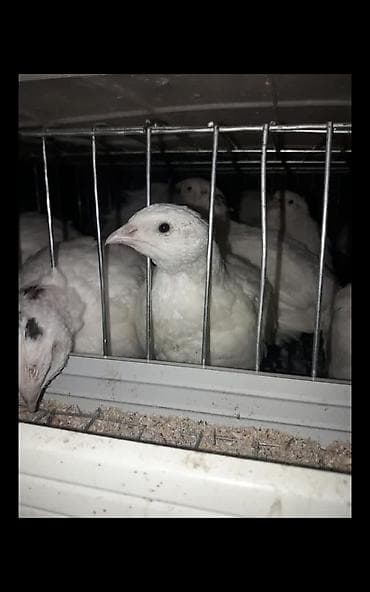 А/ч жаныбарлары үчүн тоюттар: Продаю суточных перепелят Техас под заказ. продаю яйцо — 3