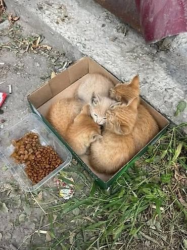 Кошка даром: Беспородная, 3 месяца, Девочка