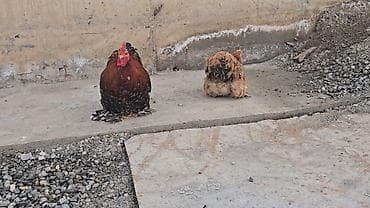 продаю лошать: Парселян кохинхин карлик 1+1 сатылат — 8