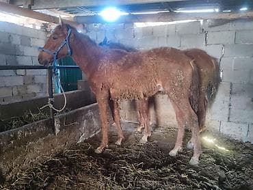 купить корягу в аквариум: Продаю | Жеребенок — 1