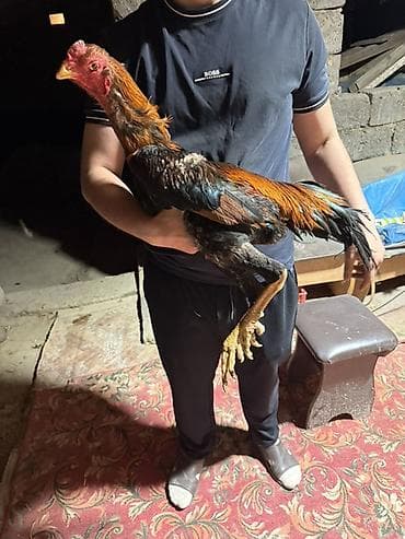 китайские бойцовые петухи: Продаю | Петух | Бойцовая | Для разведения — 2