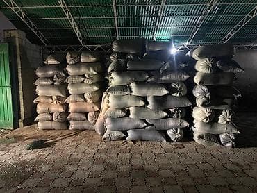 чон айгыр: Эксцпарсет семена таза меный 7 жылдык ишенимду 120 сом 100% гарантии — 3